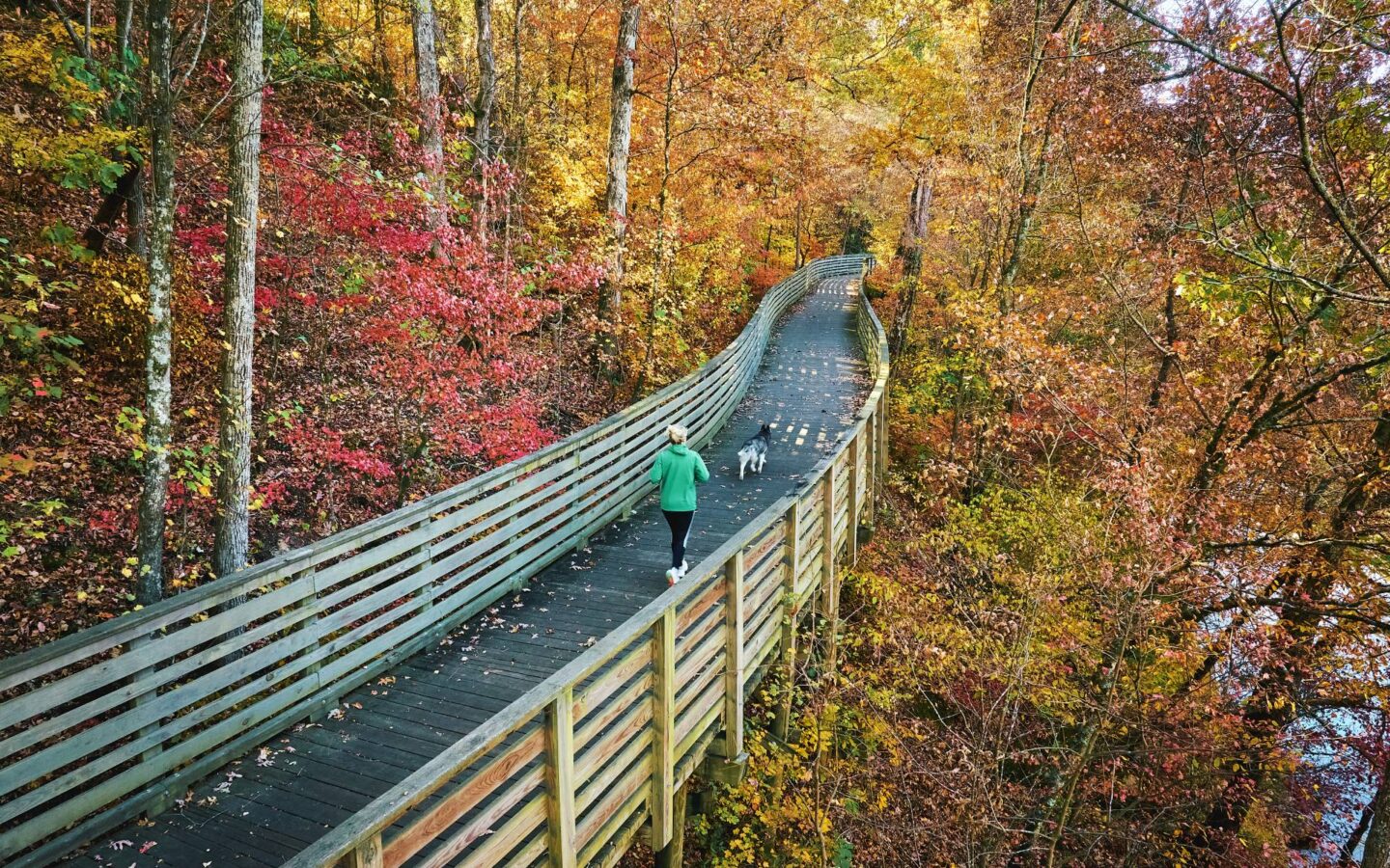 a person walking a dog along a walkway in a forest