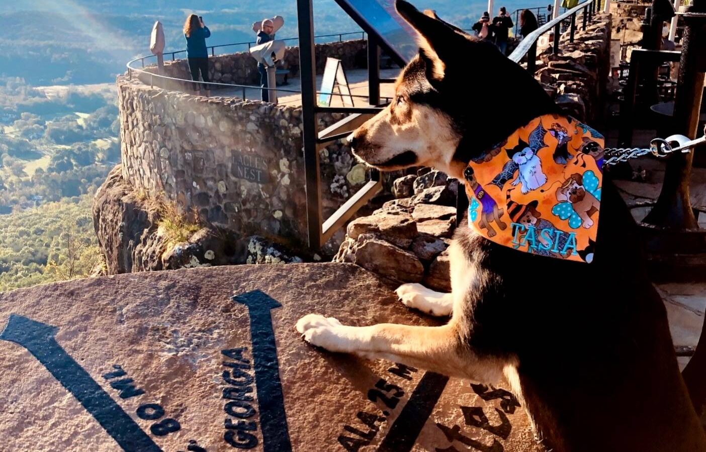 a dog wearing a scarf leaning adainst a stone balcony