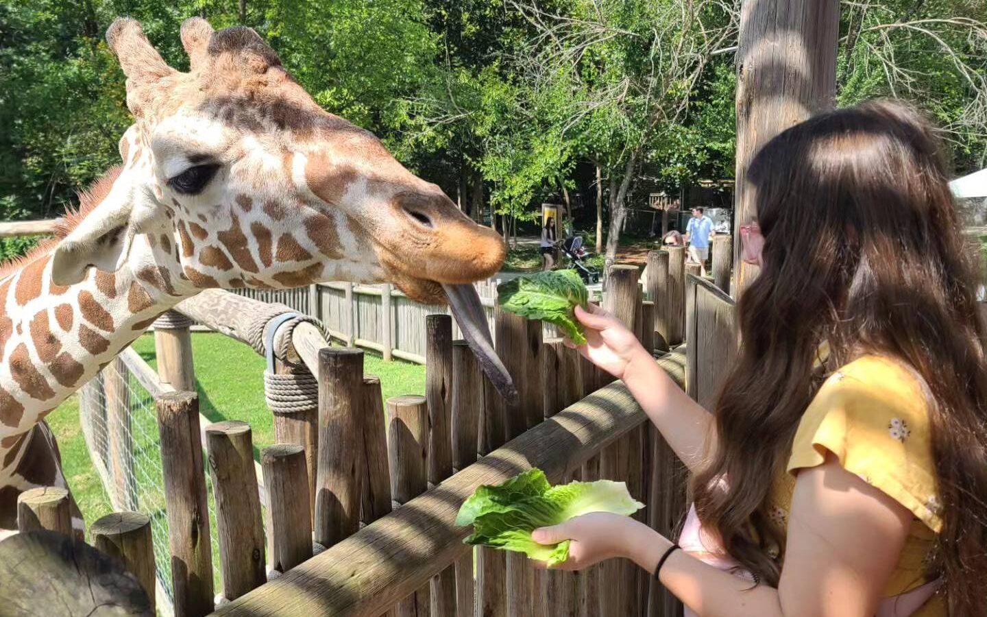 a girl feeding a giraffe